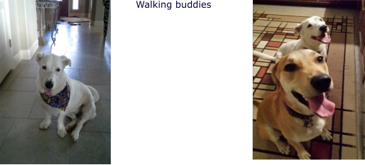 Walking buddies
